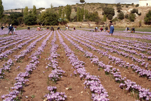Steenbergs Spanish saffron being harvested.