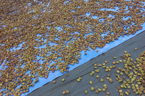Steenbergs Organic Star Anise being sun dried at source, in Vietnam