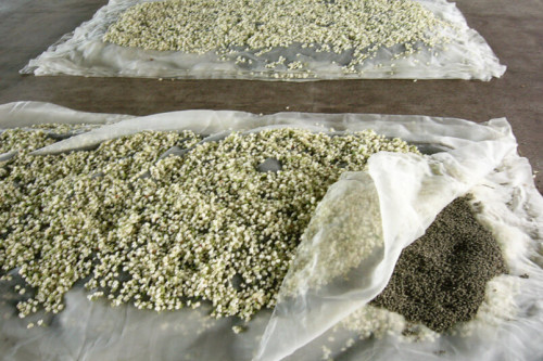Steenbergs organic jasmine tea is infused with fresh jasmine teas whilst drying.