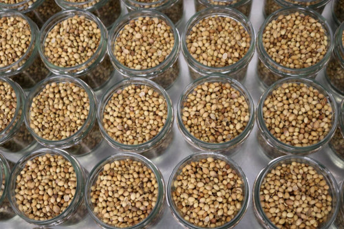 Steenbergs Organic Coriander Seeds being packed at the Steenbergs UK spice factory in North Yorkshire.