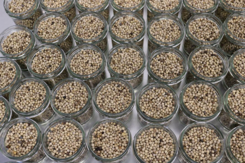 Steenbergs Organic White Pepper being packed in the Steenbergs UK spice factory in North Yorkshire.