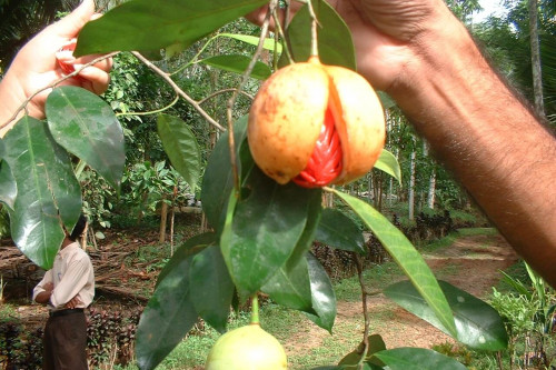 Steenbergs Organic Nutmeg and Mace growing on Sri Lanka farms.