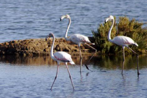 The water is so clear around the salt pans that the wildlife is thriving and our producers are hoping to build a bird sanctuary nearby.