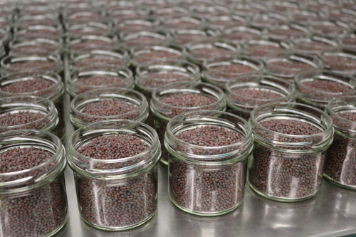 Buy Steenbergs Organic Brown Mustard Seeds from the Steenbergs UK Organic and ethical  spice company
