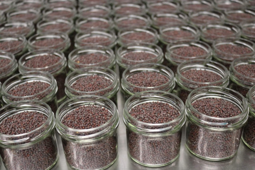 Buy Steenbergs Organic Brown Mustard Seed from the UK specialists in organic sustainable spices.