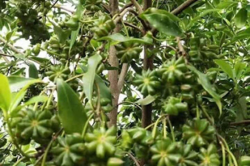Steenbergs Organic Star Anise growing on the trees in Vietnam.