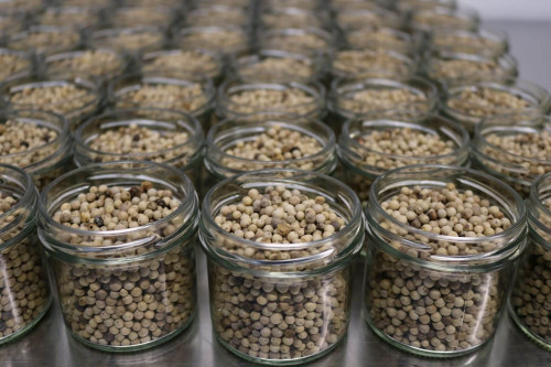 Steenbergs Organic White Peppercorns being packed in the Steenbergs UK organic spice factory in North Yorkshire.