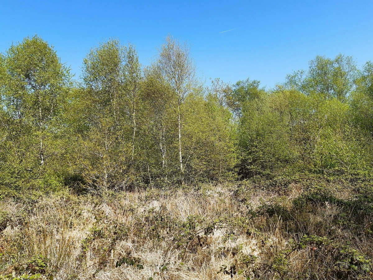 Silver Birch Shimmering Across Rough Grass And Bramble, April 2022 Silver Birch Shimmering Across Rough Grass And Bramble, April 2022