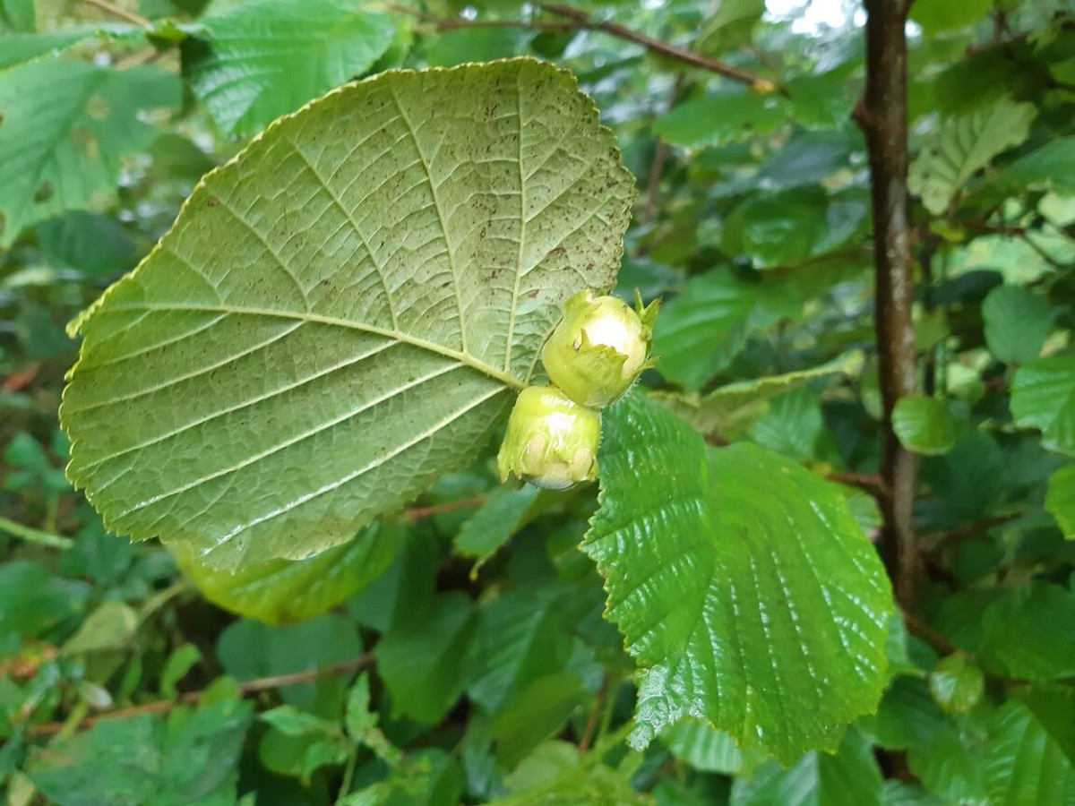 Hazelnuts, Sep 2022 Hazelnuts, Sep 2022