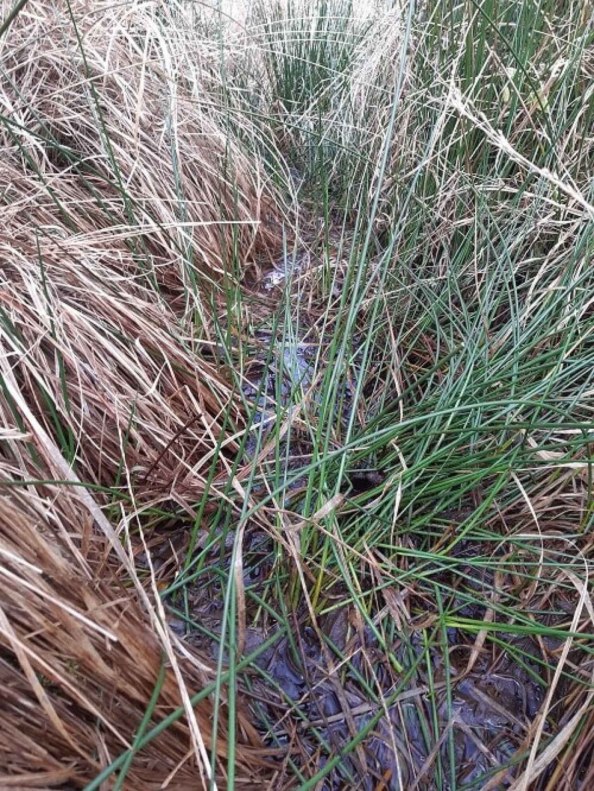 Standing Water Amongst Molinia Tussocks On Path In Waunygarnant Standing Water Amongst Molinia Tussocks On Path In Waunygarnant