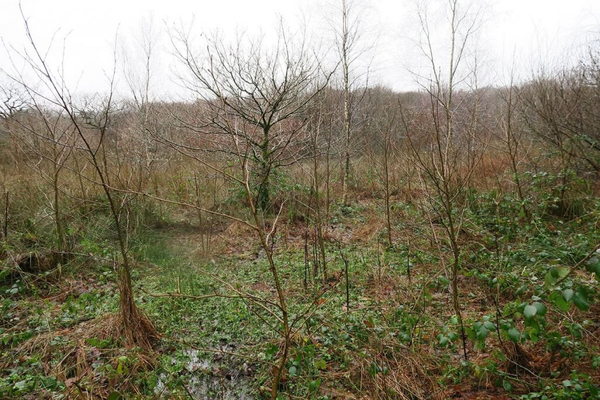 Wet grassland, with alders and standing water, Dec 2019. Wet grassland, with alders and standing water, Dec 2019.