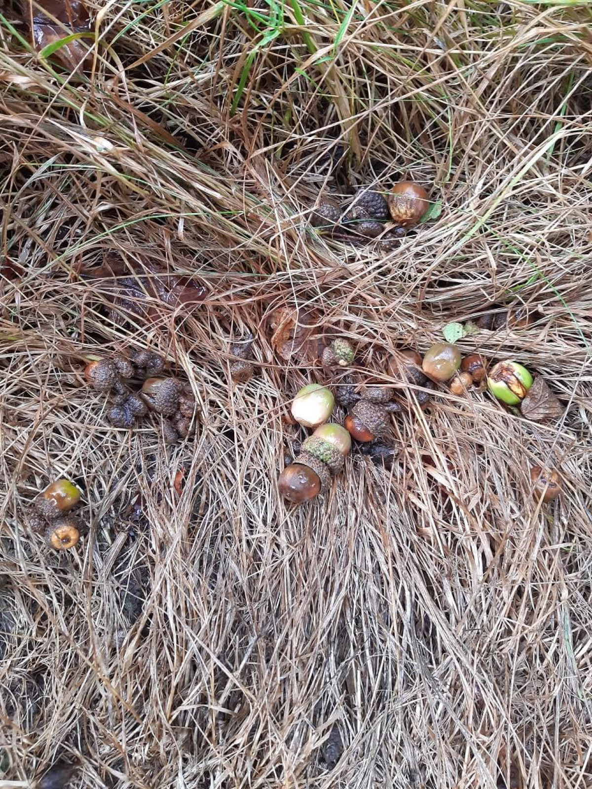 Acorns under Oak Grove, Sep 2022 Acorns under Oak Grove, Sep 2022