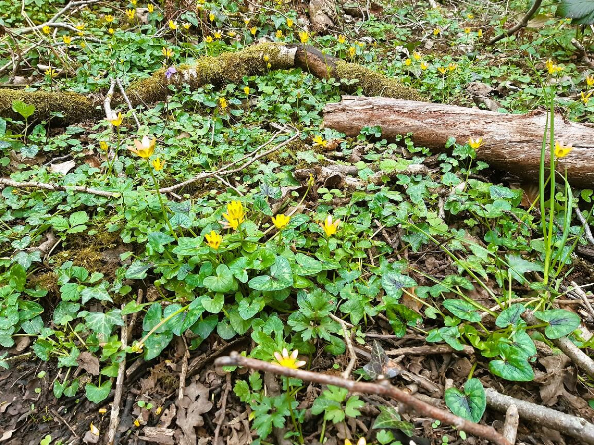 Marsh Marigold Alongside Stream, April 2022 Marsh Marigold Alongside Stream, April 2022