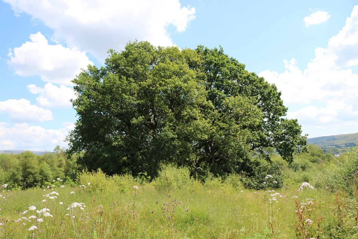 Old Oak Trees In Hay Meadow Old Oak Trees In Hay Meadow