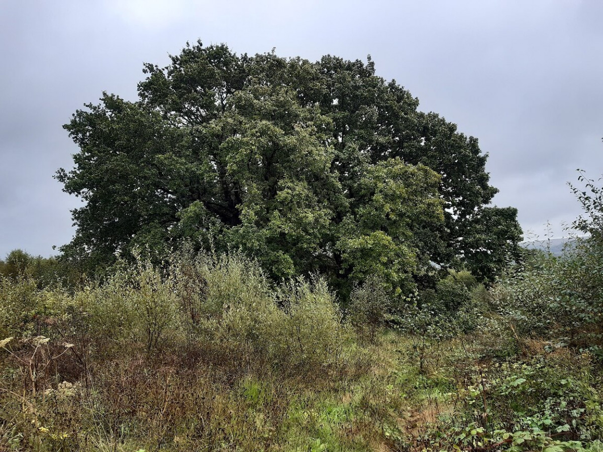 Pendunculate Oaks - Over 100 Years Old - In Waungroes Pendunculate Oaks - Over 100 Years Old - In Waungroes