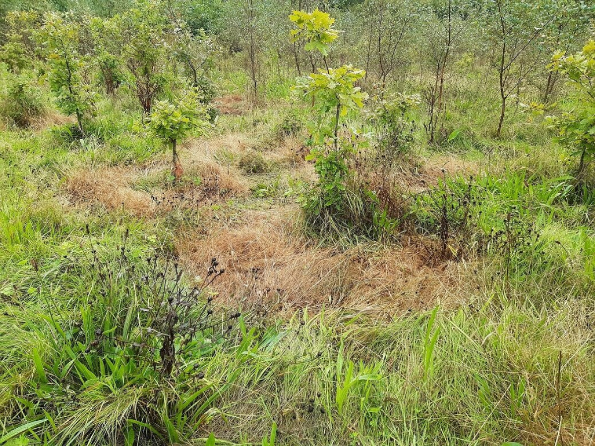 Newly Planted Alder And Oak Trees In Cae Mawr Newly Planted Alder And Oak Trees In Cae Mawr