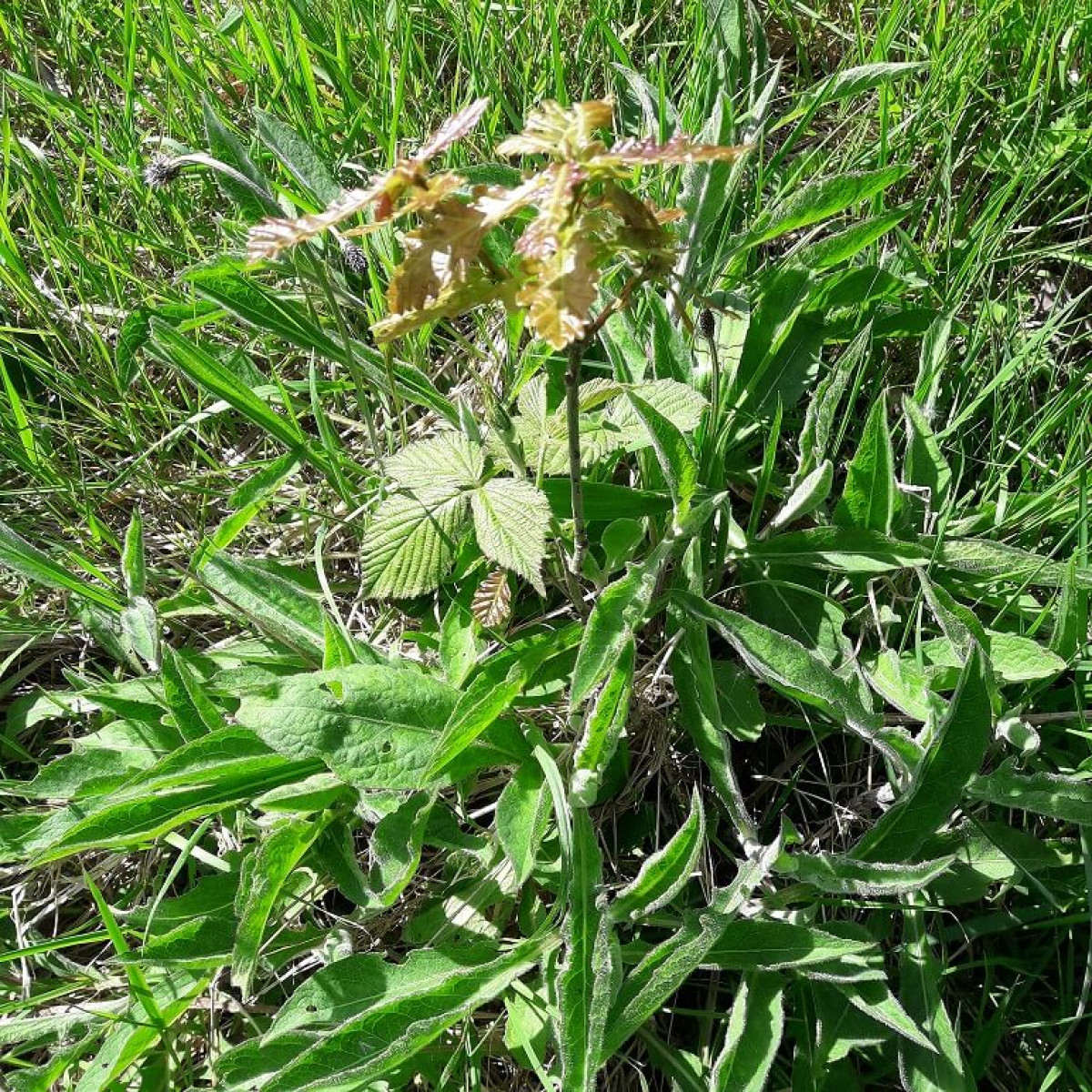 Sessile Oak Planted At Olaf's Wood, Garnant, April 2021 Sessile Oak Planted At Olaf's Wood, Garnant, April 2021
