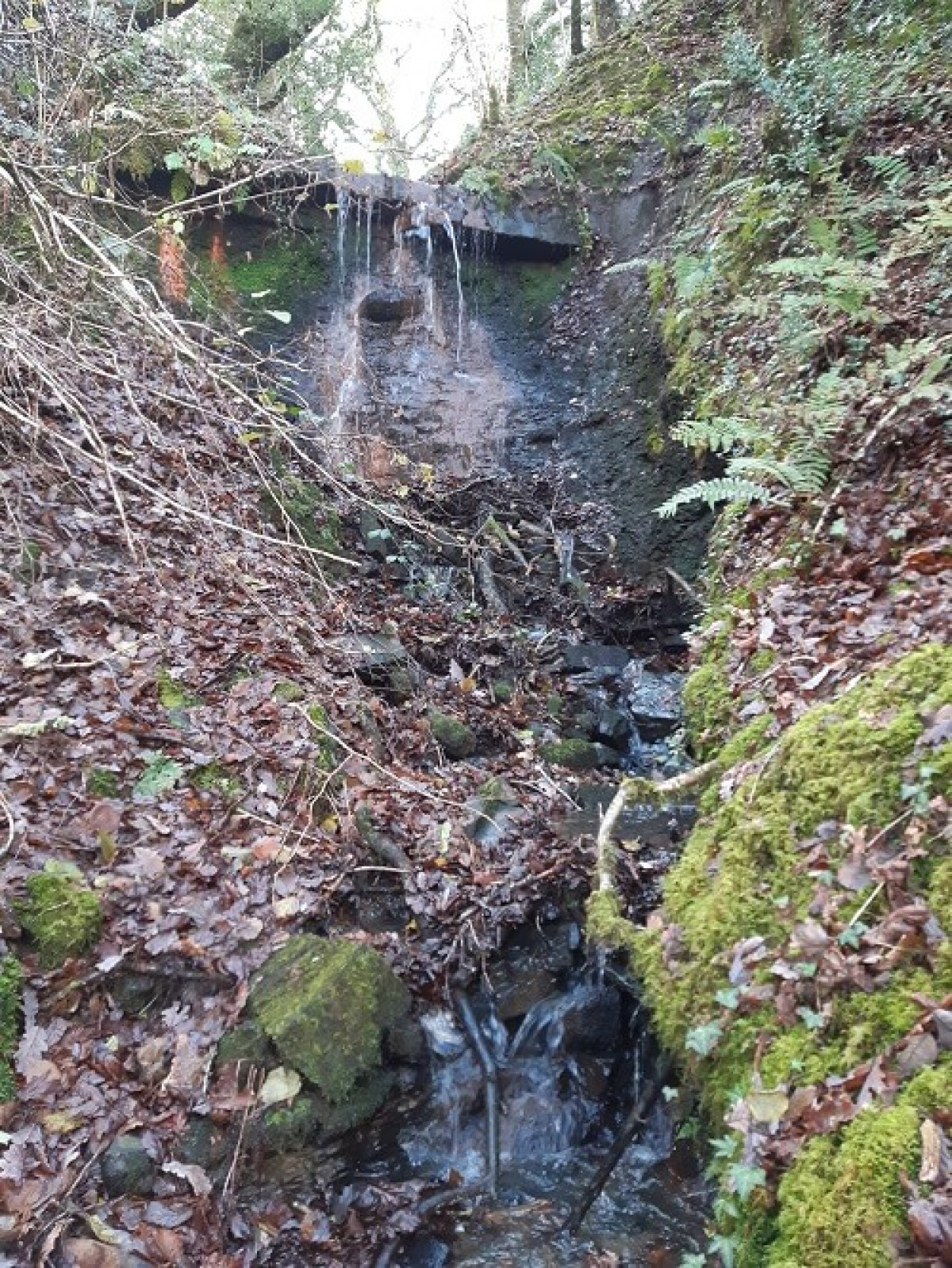 Waterfall In Old Woodland In Cwmgarnant