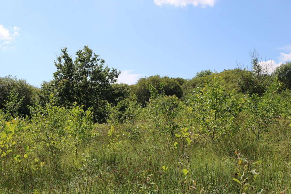 Rhos pasture with young alder trees and pussy willow in background. Rhos pasture with young alder trees and pussy willow in background.