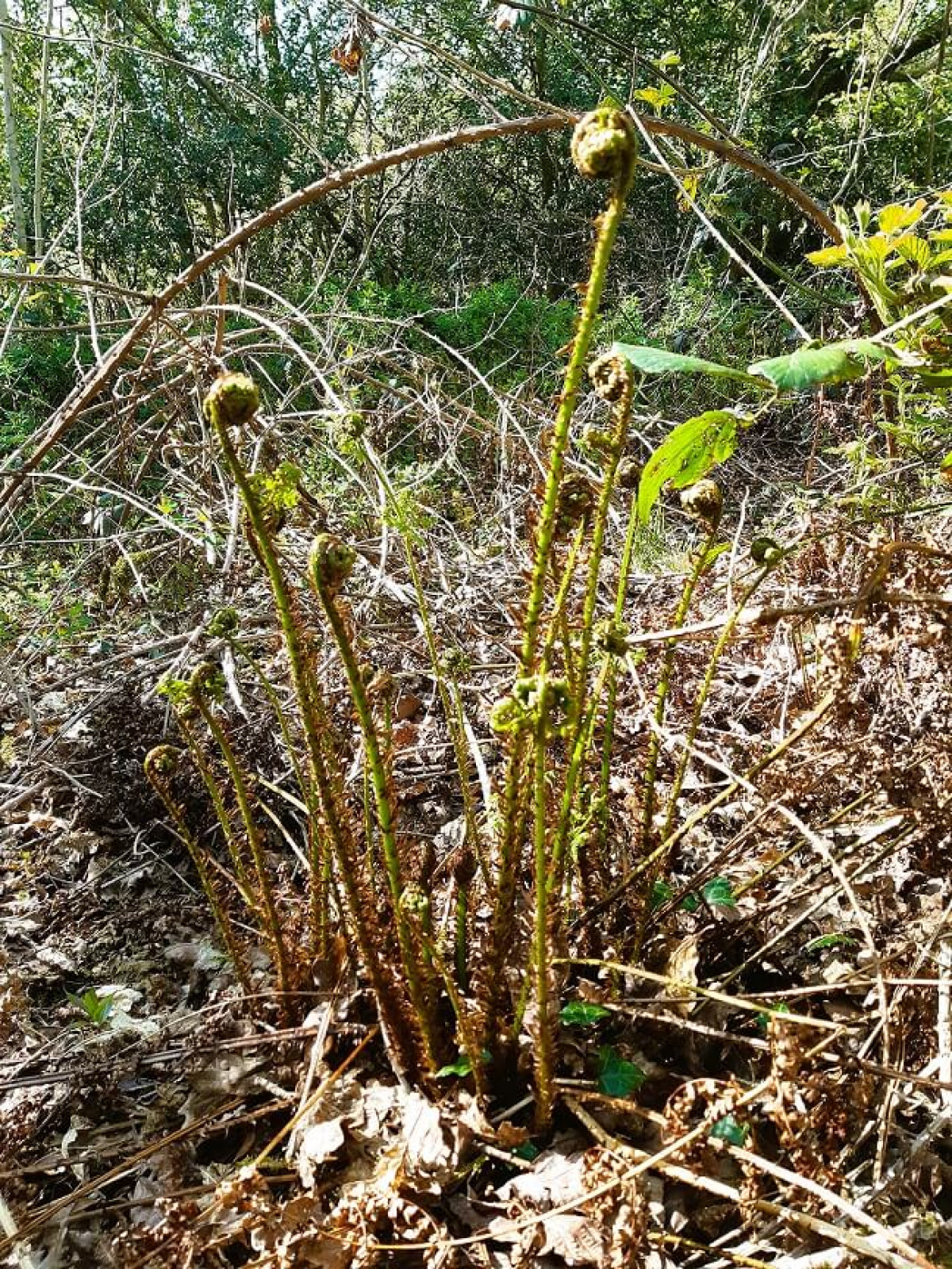 Bracken Fronds Unfurling, April 2022 Bracken Fronds Unfurling, April 2022