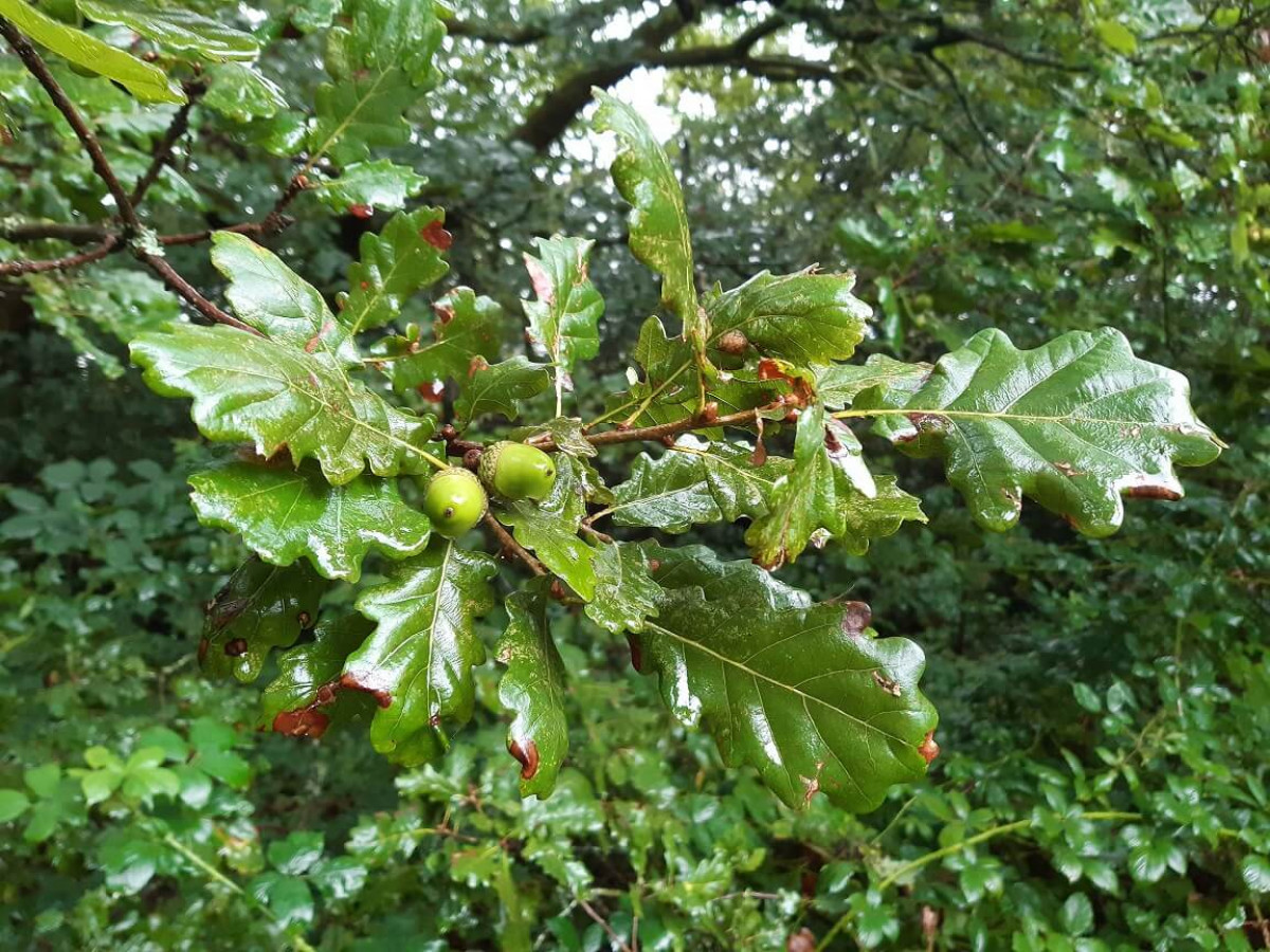 Acorns on Sessile Oak Tree, Sep 2022