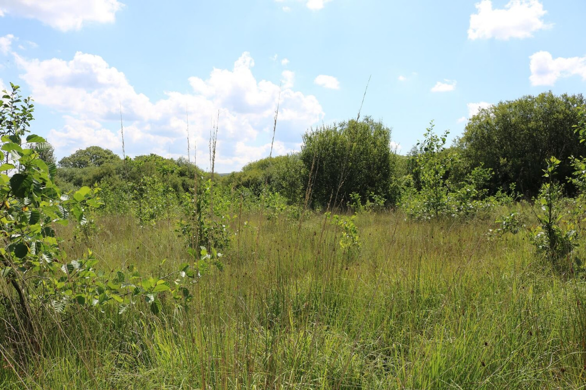 Rhos Pasture at Coed Olaf Rhos Pasture at Coed Olaf