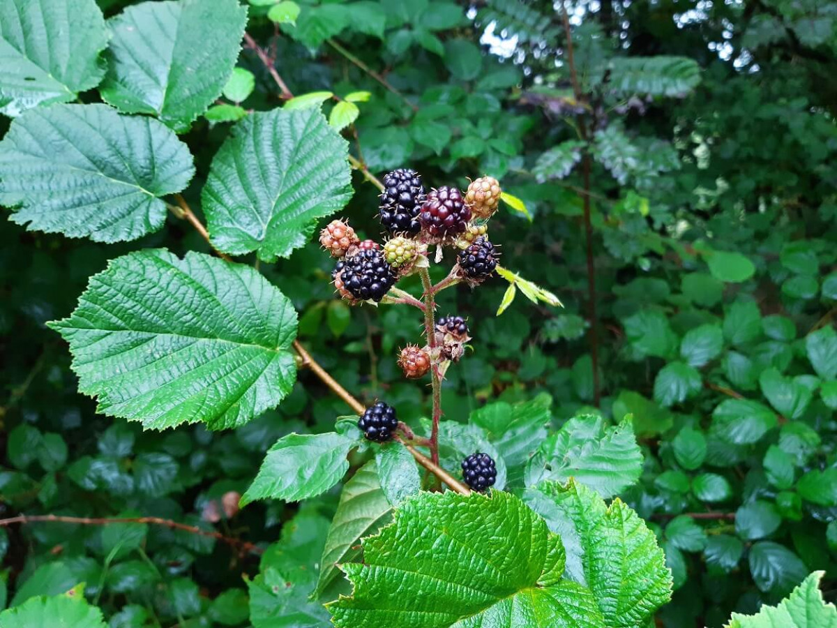 Blackberries, Sep 2022