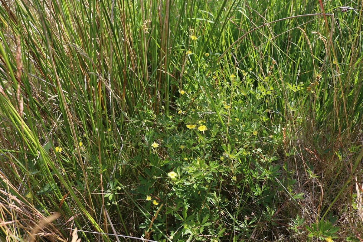 Tormentil. Tormentil.