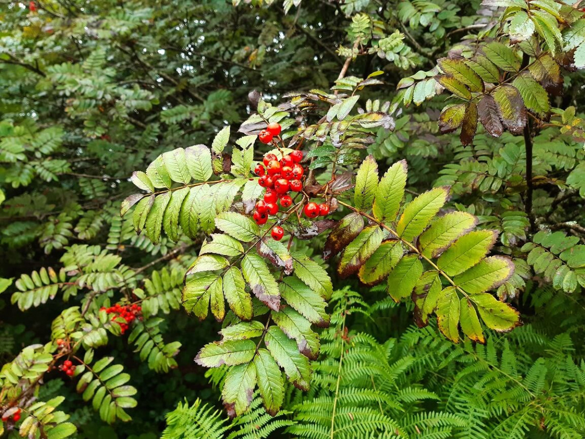 Mountain Ash (Rowan) Berries, Sep 2022 Mountain Ash (Rowan) Berries, Sep 2022