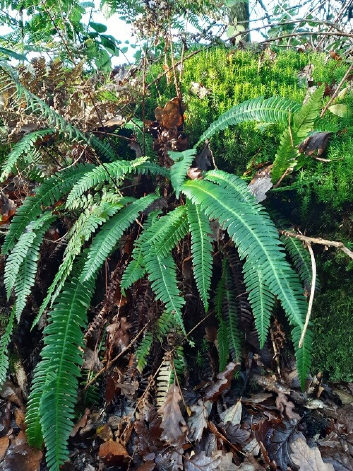 Hard Fern And Sphagnum Moss In Drainage Ditch Hard Fern And Sphagnum Moss In Drainage Ditch