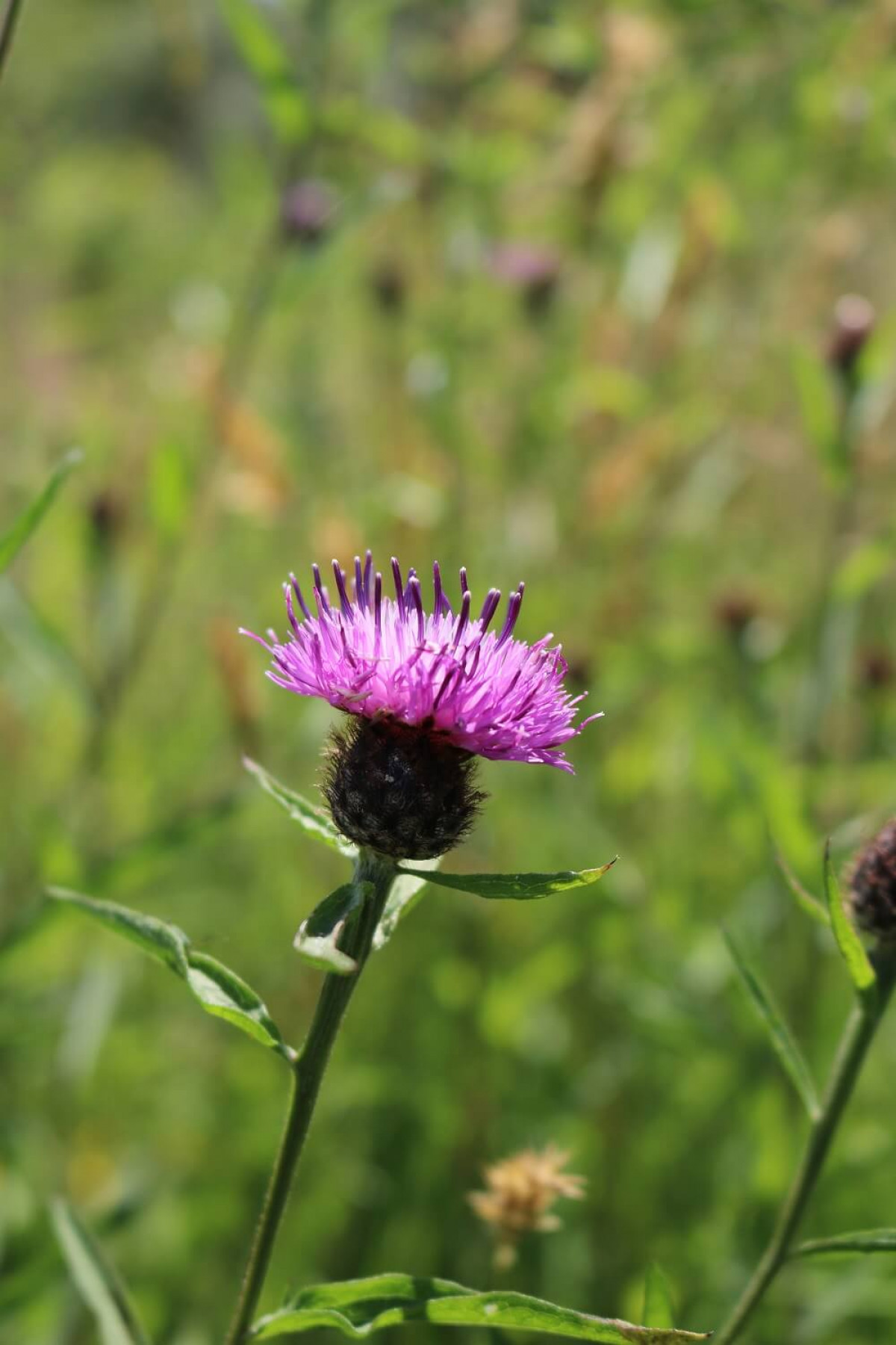 Black knapweed. Black knapweed.