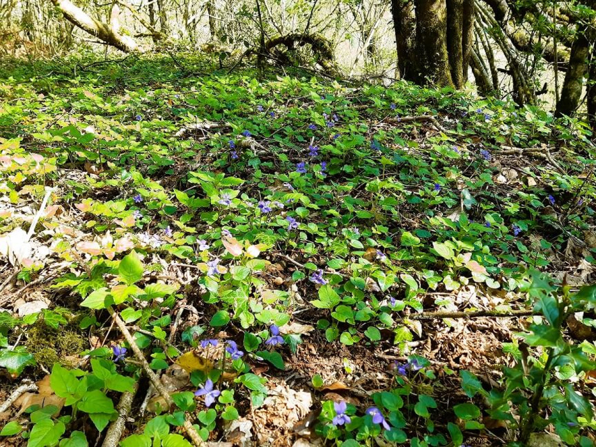 Common Dog Violet On Woodland Path, April 2022 Common Dog Violet On Woodland Path, April 2022