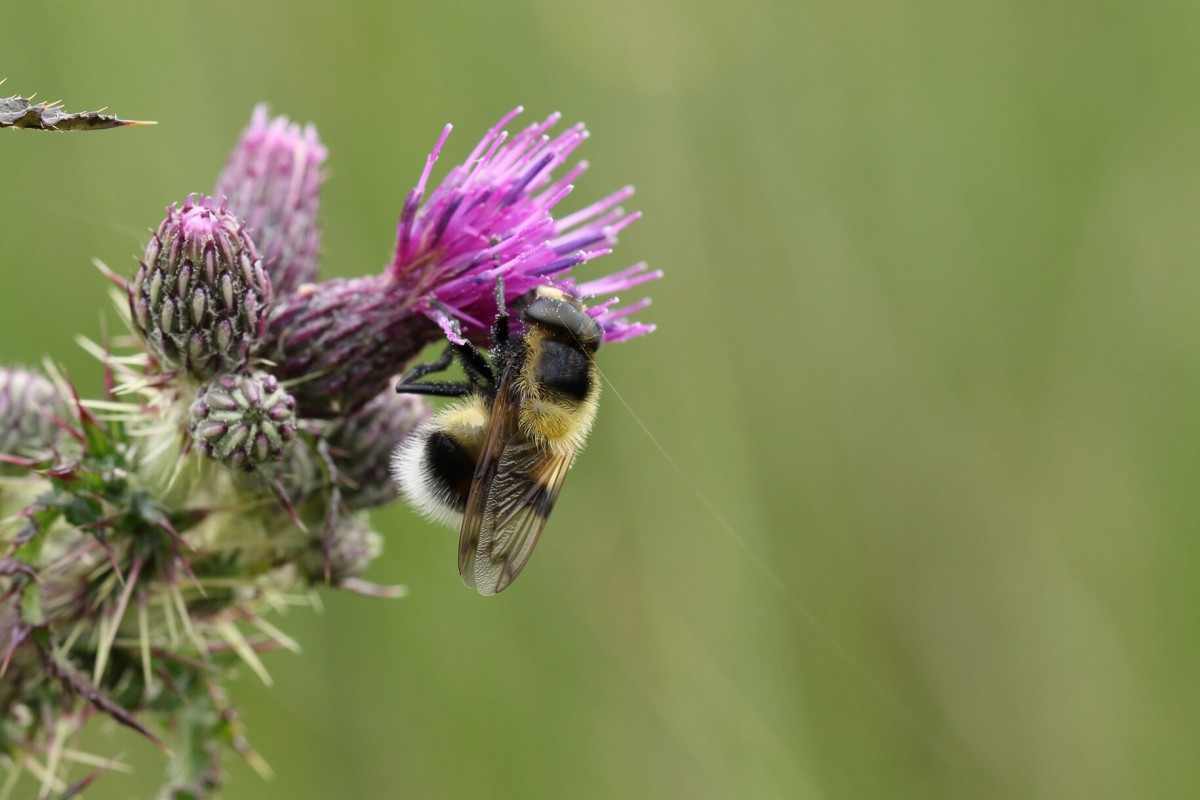 Hoverfly on Thistle in Coed Olaf Hoverfly on Thistle in Coed Olaf